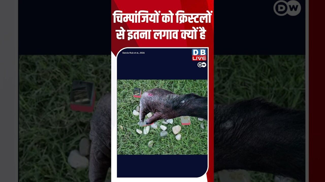 चिम्पांजियों को क्रिस्टलों से इतना लगाव क्यों है  #dwscience #dwhealth #chimpanzee