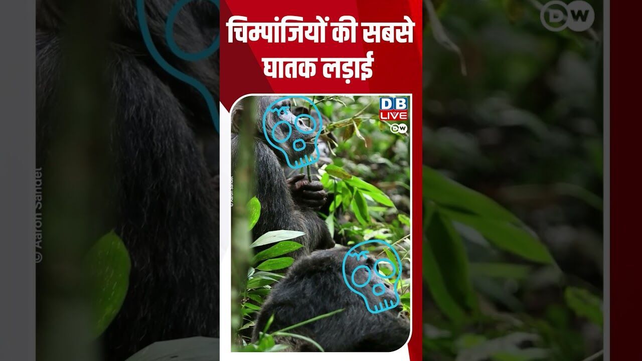 चिम्पांजियों की सबसे घातक लड़ाई #dwscience #dwhealth #dwhindi