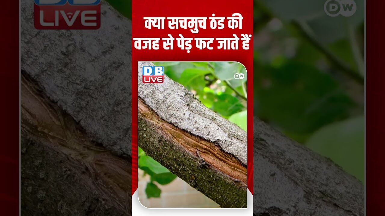 क्या सचमुच ठंड की वजह से पेड़ फट जाते हैं #PlanetA #TreeExplode #America