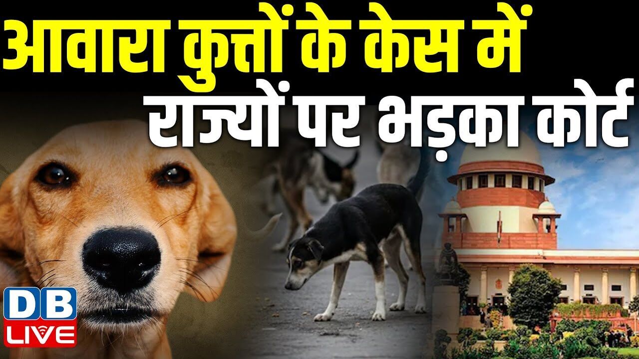 आवारा कुत्तों के केस में राज्यों पर भड़का कोर्ट | एफिडेविट दाखिल करने का दिया आदेश | #dblive