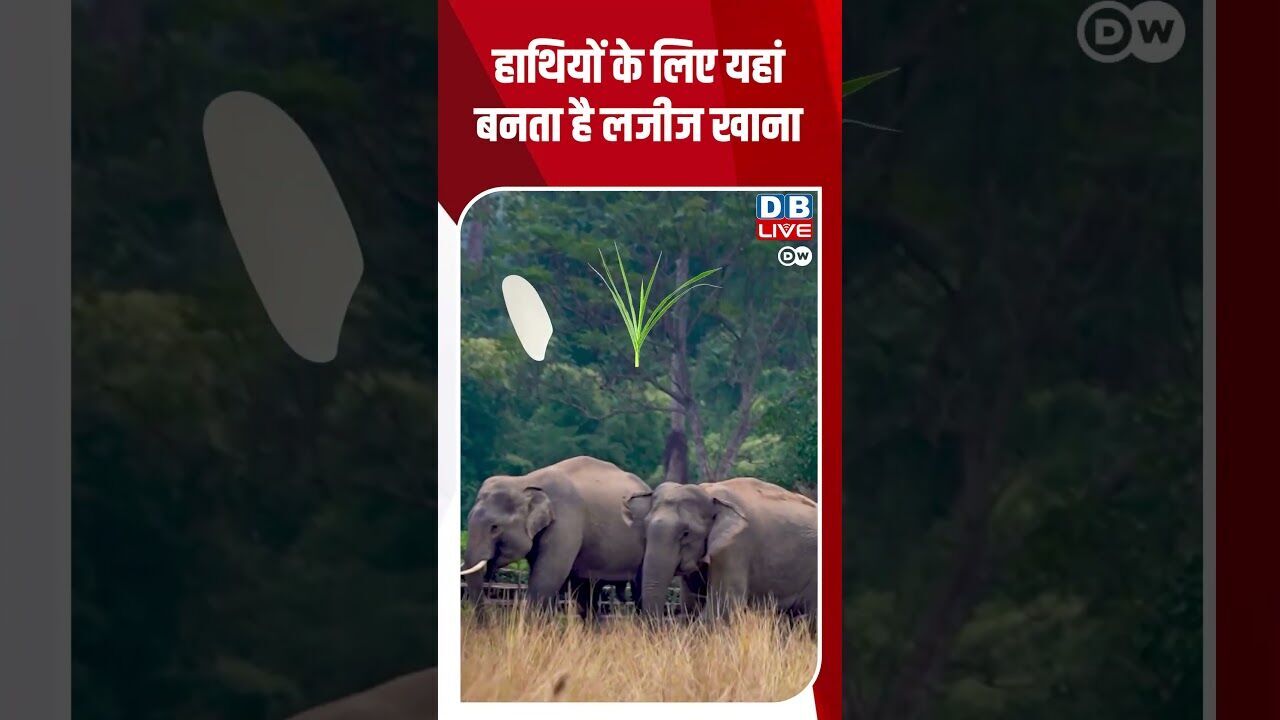 हाथियों के लिए यहां बनता है लजीज खाना #DW_Environment #Elephant #Animals