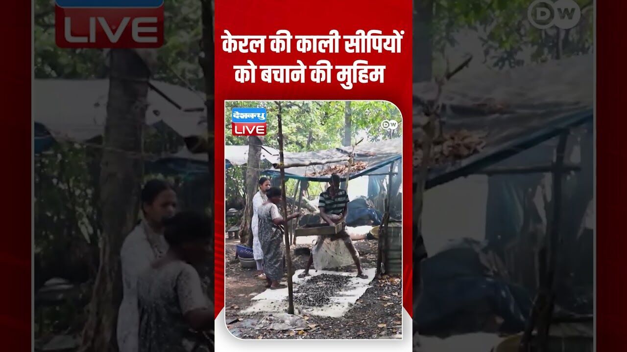 केरल की काली सीपियों को बचाने की मुहिम #DWEnvironment  #BlackClam #Environment